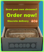 Buy magic mushrooms