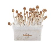 FreshMushrooms magic mushrooms grow kit