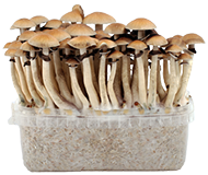 View Grow Kits