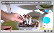 Growkit shrooms instruction video