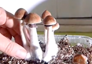 How to pick your magic mushrooms from your grow kit ?