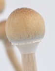 Mushroom harvest ready harvest magic mushrooms now