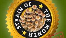 Presenting The Golden Teacher, our Magic Mushroom of the month for June.