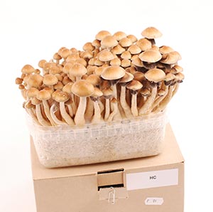 Buy magic mushroom online in Germany