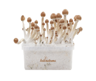 FreshMushrooms Kit de culture