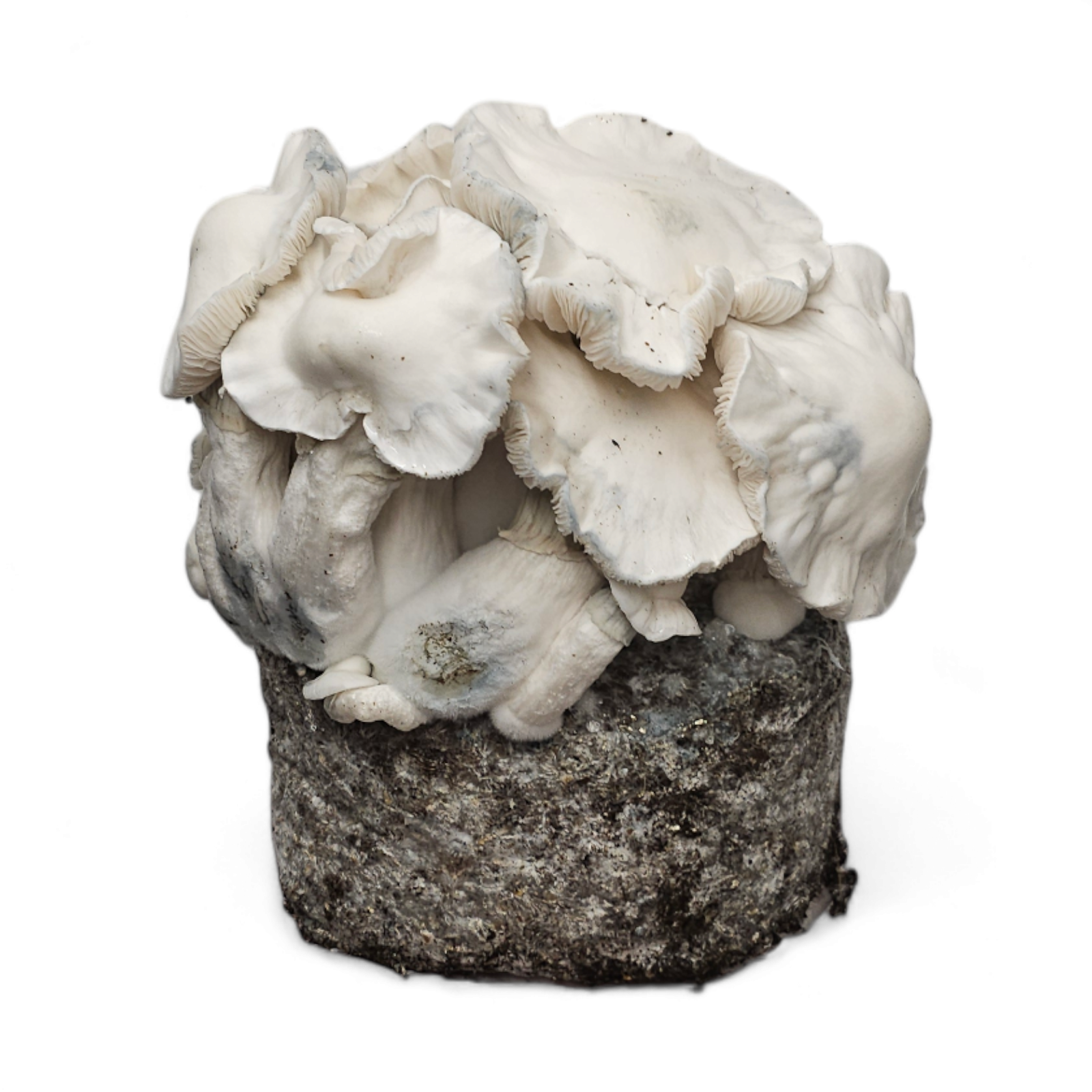 View Cloud920® Grow Kits