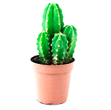 Cactussen