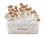 Kit de culture de champignons - Cultivez vos propres champignons bruns  Cremini dans votre cuisine