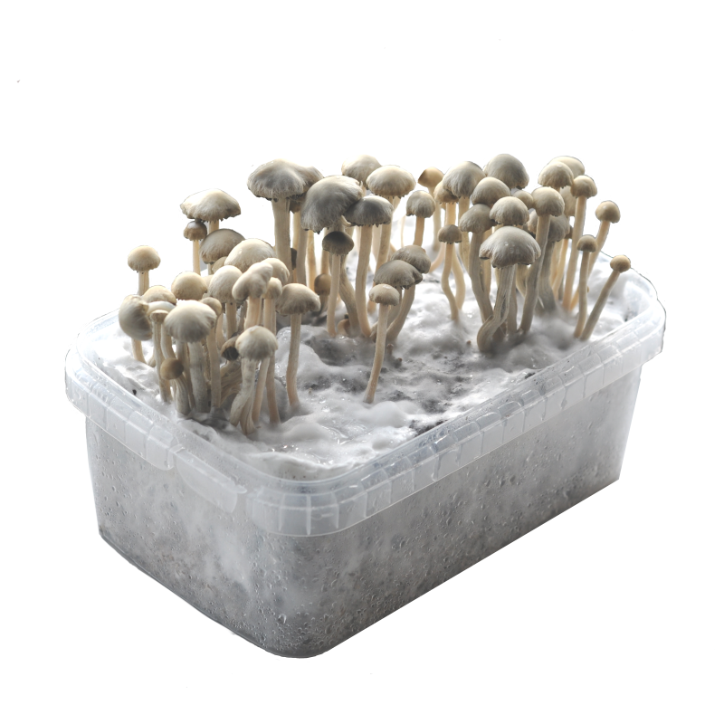 Grow kit Exotics Mushrooms