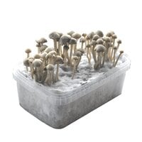 Spezielle Magic Mushroom Grow Kits