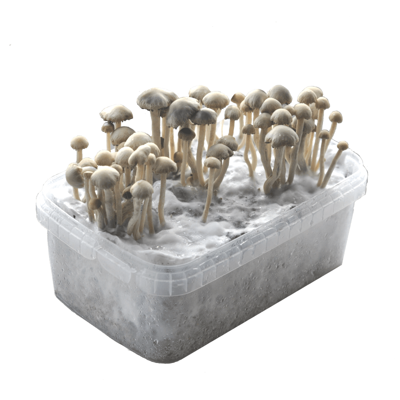 Grow kit Exotics Mushrooms