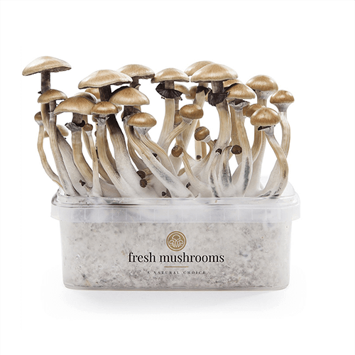 Grow Kits FreshMushrooms®