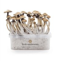 Growkits FreshMushrooms®