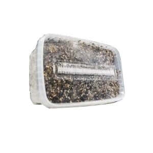 GetMagic - Magic mushroom growing kits