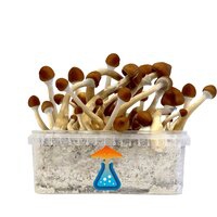 GetMagic growing kits