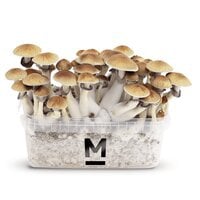 Mondo® magic mushroom grow kits