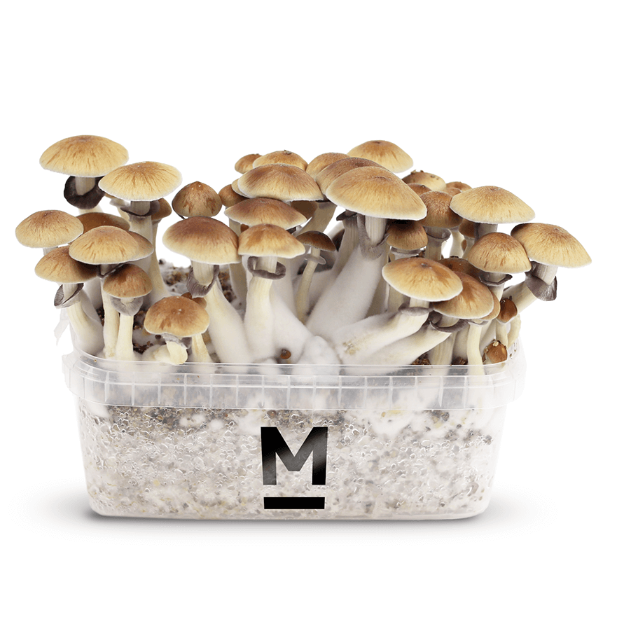 Grow Kits Mondo®