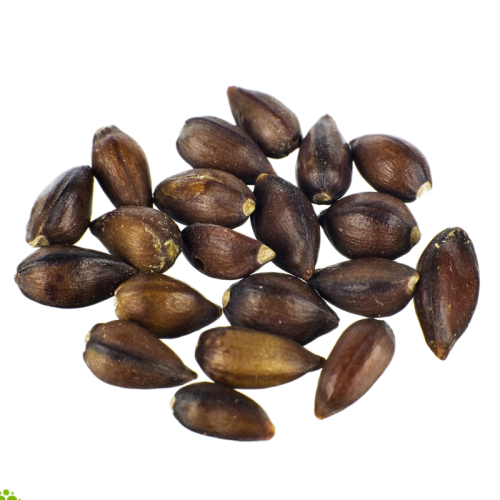 Seeds