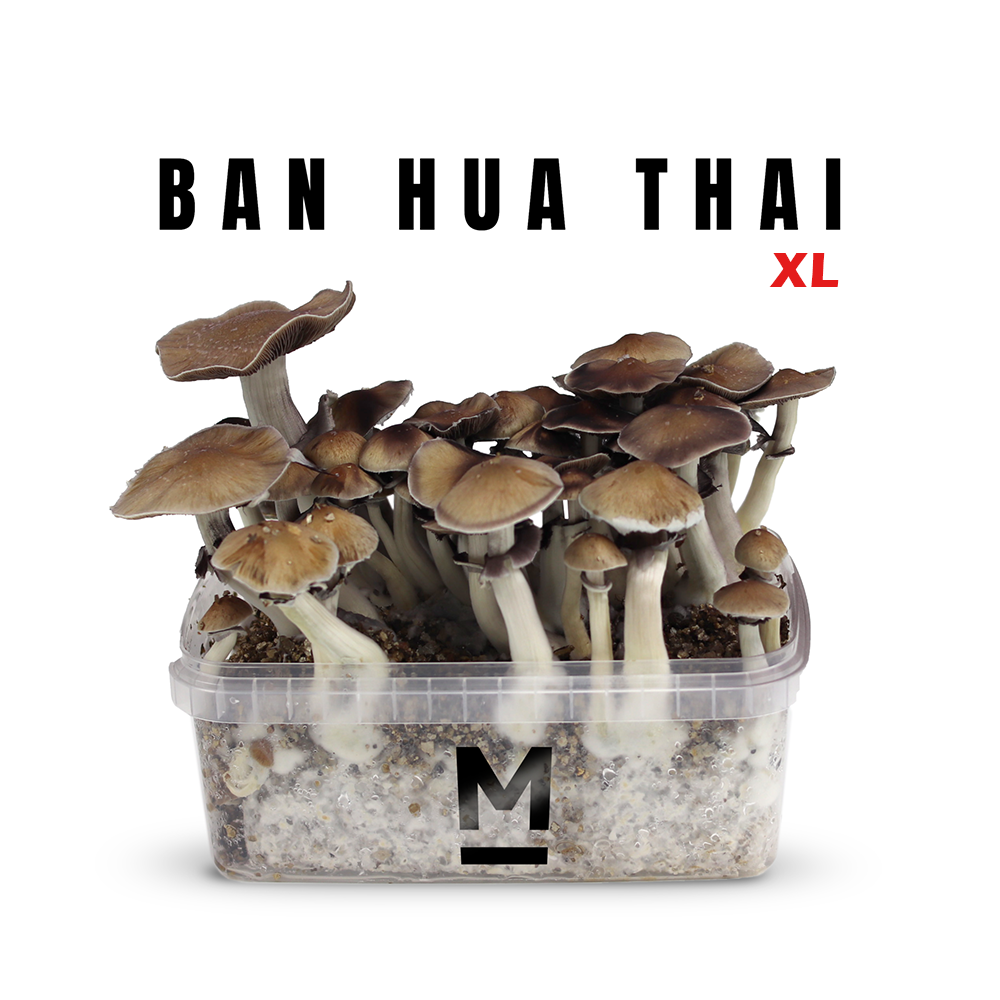 Vente de kit de culture de champignons Grow Kit Thai - Setnatur