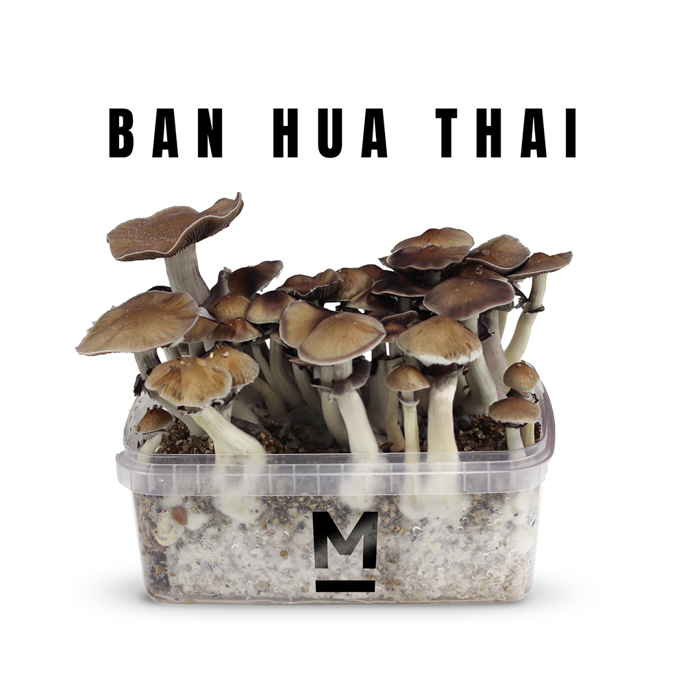 Thai Mushrooms Magic