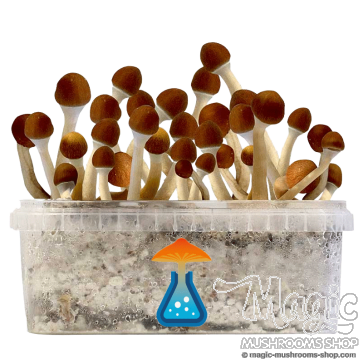 GetMagic Vambodia+ Magic Mushrooms Grow Kit GetMagic Vambodia+ Magic Mushrooms Grow Kit