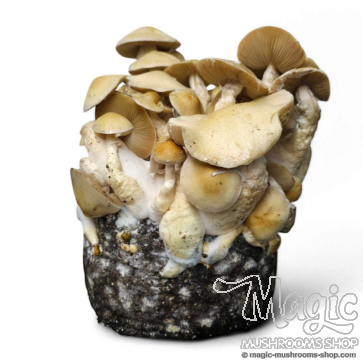 Cascadian Teacher Cloud920® Ready-to-grow bag