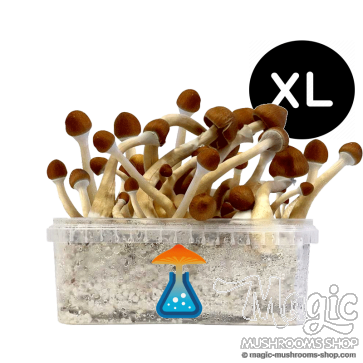 GetMagic Magic Mushroom grow kit XL