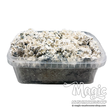 Enigma Brainiac grow kit