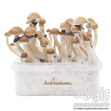 McKennaii XP | Fresh Magic Mushrooms Grow Kit McKennaii XP | Fresh Magic Mushrooms Grow Kit