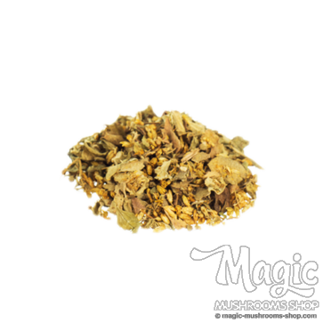 Dreamherbs  Calea Zacatechichi