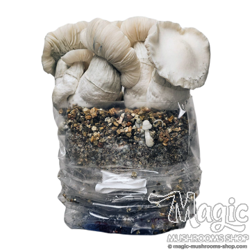 The new Jack Frost mushroom kit
