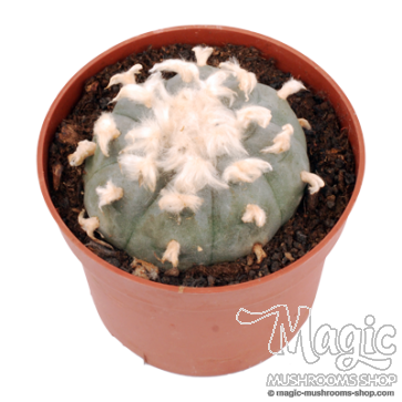 Peyote 6-7 cm