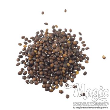 Catmint (Nepeta cataria) seeds