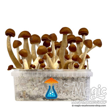 GetMagic Thai+ Magic Mushrooms Grow Kit