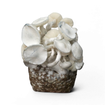 Nepal - spore vial | 10ml