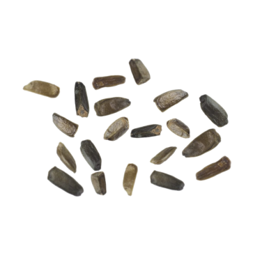 Wild dagga (Leonotis leonurus) seeds