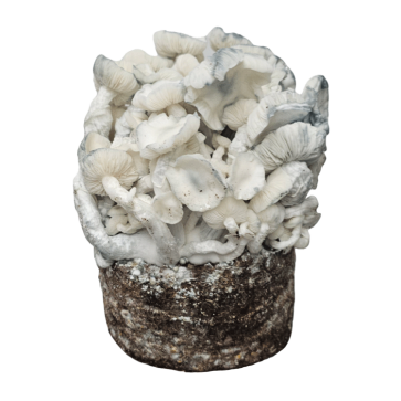 Mushroom grow kit Albino XP