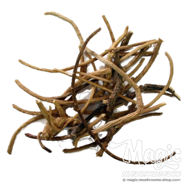 African Dream Root | Silene Capensis | 5 grams 