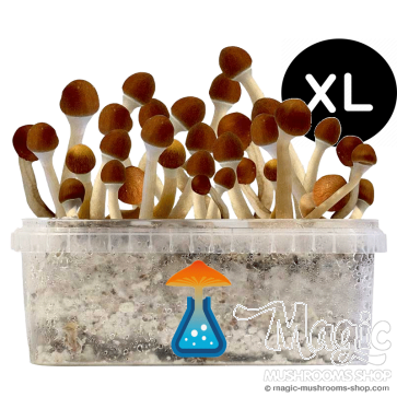 GetMagic Magic Mushroom grow kit XL