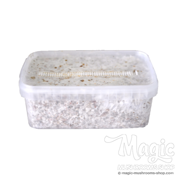 Magic mushroom kit Colombian Freshmushroom