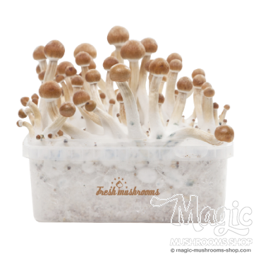 B+ XP | Fresh Magic Mushrooms Grow Kit 