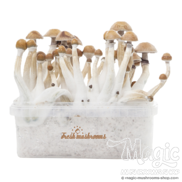 Mexican XP | Fresh Magic Mushrooms Grow Kit