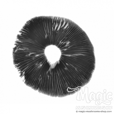 Mushroom Spore print Mexican