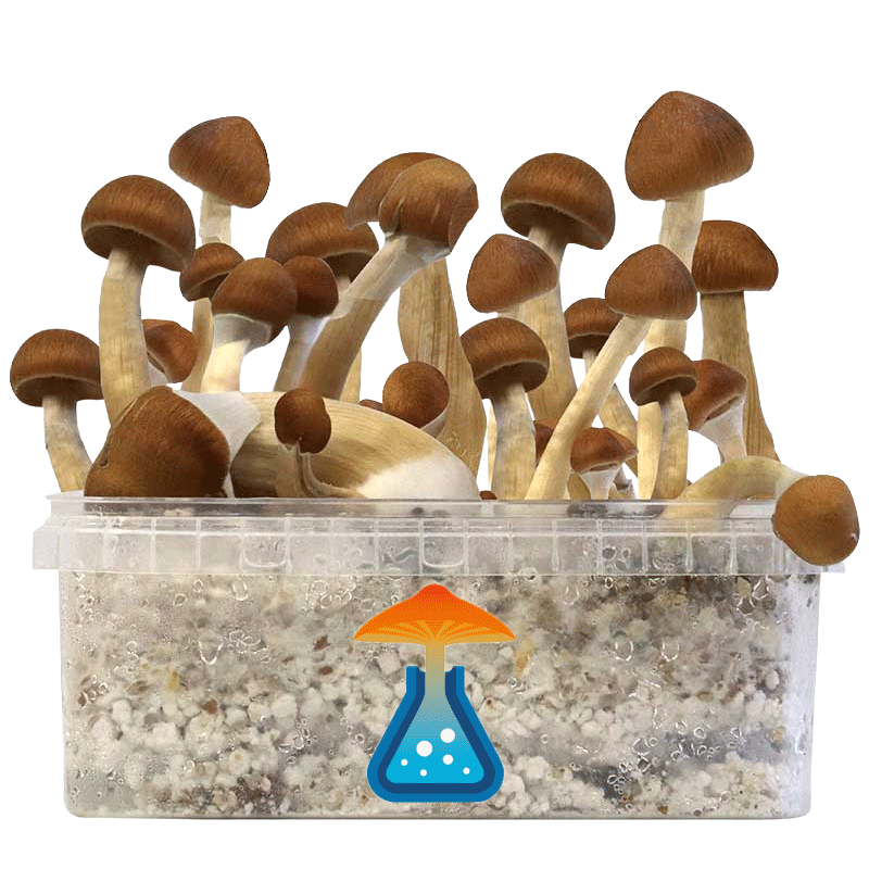 GetMagic Magic Mushroom grow kit XL