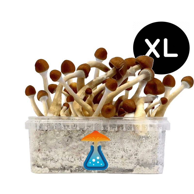 GetMagic Magic Mushroom grow kit XL GetMagic Magic Mushroom grow kit XL