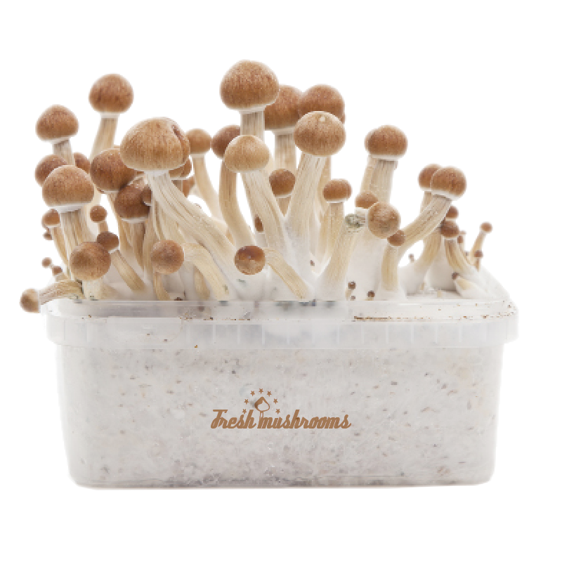 Amazonian XP Fresh Magic Mushrooms Grow Kit 