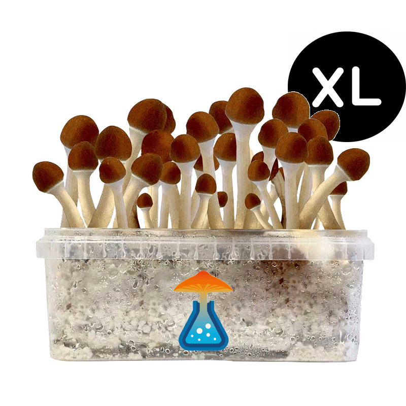 GetMagic Golden Teacher+ XL Grow Kit