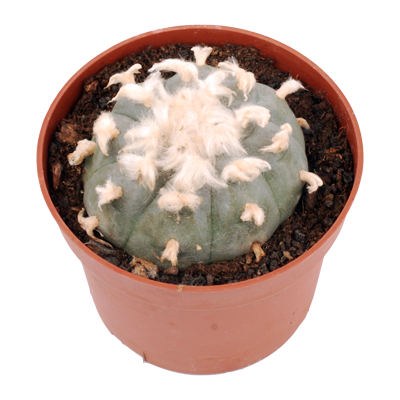 Peyote 6-7 cm