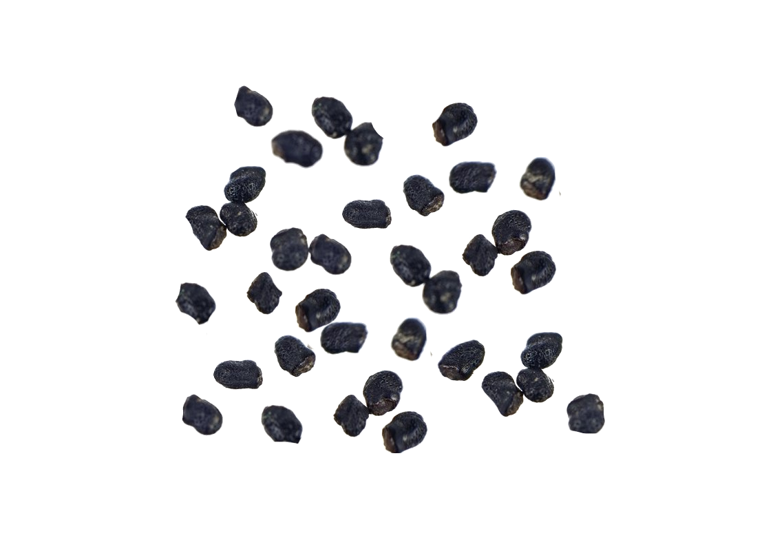 Cacto Peyote | 10 Sementes