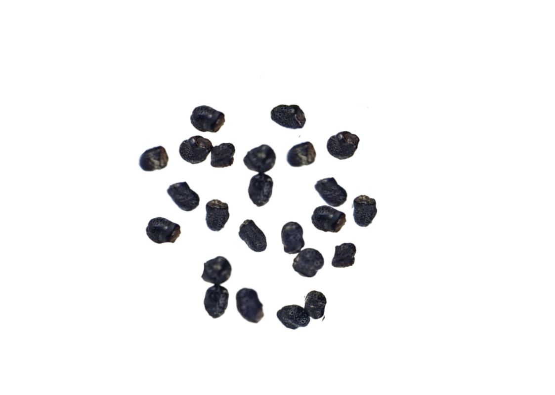 San Pedro Cactus | 20 seeds